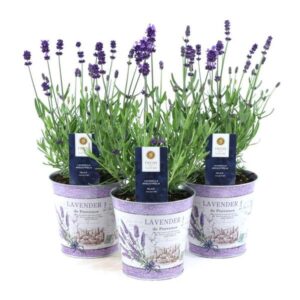 Lavandula Ang. Felice in Zinc Lavender - 3 stuks - Ø12cm - ↕30cm