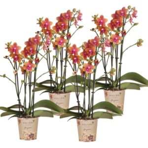 Kolibri Orchids I COMBI DEAL van 4 geurende oranje Phalaenopsis orchideeën - potmaat Ø12cm | bloeiende kamerplant - vers van de kweker
