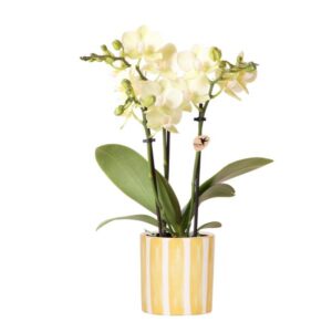 Kolibri Orchids | gele Phalaenopsis orchidee - Albenga + Painted Stripe pot yellow - potmaat Ø9cm | bloeiende kamerplant - vers van de kweker