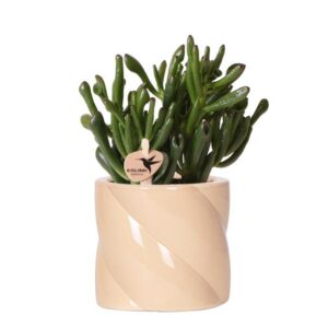 Kolibri Greens | succulent Crassula Hobbit + Candy pot Peach - potmaat Ø9cm | bloeiende kamerplant - vers van de kweker