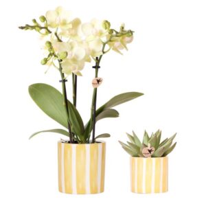 Kolibri Orchids | Set van gele orchidee Albenga en succulent in Painted Stripe sierpot - potmaat Ø9cm & Ø6cm | bloeiende kamerplant - vers van de kweker