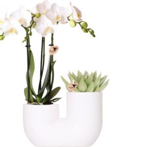 Kolibri Orchids | Set van witte orchidee Amabilis en succulent in Tube sierpot wit - potmaat Ø9cm | bloeiende kamerplant - vers van de kweker