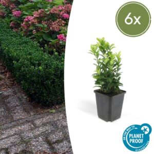 Euonymus jap. Green Spire - ↕10-25cm - Ø9cm - 6x
