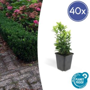 Euonymus jap. Green Spire - ↕10-25cm - Ø9cm - 40x