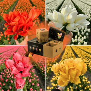 Flowerbulbs Amsterdam - Dutch Tulip Mix - Luxe box medium, 40 bloembollen voor 1 m2 bloemenpracht - Maat 12+