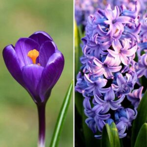 Flowerbulbs Amsterdam - Blue and Purple - 30 bloembollen
