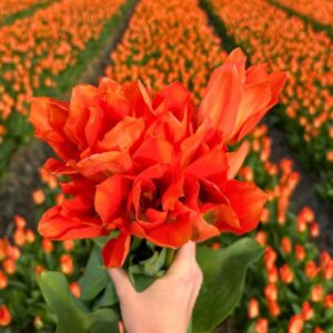 Flowerbulbs Amsterdam - Orange Emperor - 15 bloembollen - Maat 12+