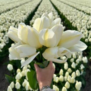 Flowerbulbs Amsterdam - Purissima - 15 bloembollen - Maat 12+