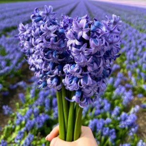 Flowerbulbs Amsterdam - Delft Blue- 10 bloembollen - Maat 14/15