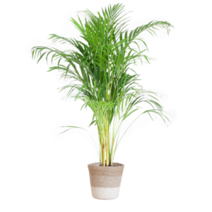 Areca Palm (Dypsis) met Lissabon mand wit - 100cm - Ø21