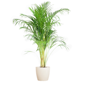 Areca Palm (Dypsis) met Potter wit - 100cm - Ø21