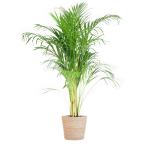 Areca Palm (Dypsis) met Zeegras mand naturel - 100cm - Ø21