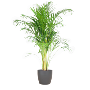 Areca Palm (Dypsis) mit Potter Grijs - 100cm - Ø21