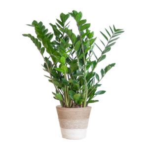 Zamioculcas Zamiifolia met Mand Lissabon wit - 80cm - Ø21