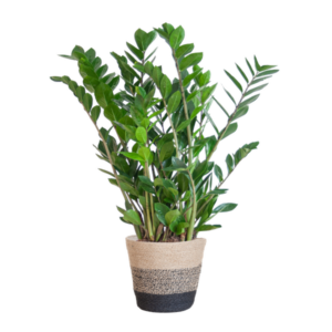 Zamioculcas Zamiifolia met Mand Lissabon zwart - 80cm - Ø21