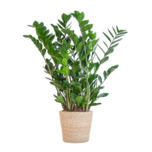 Zamioculcas Zamiifolia met Zeegras mand naturel - 80cm - Ø21