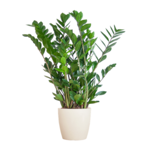 Zamioculcas Zamiifolia met Potter wit - 80cm - Ø21
