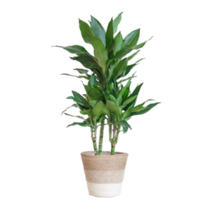 Dracaena Janet Lindt met mand Lissabon wit - 95cm - Ø21