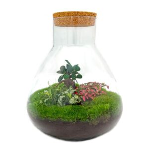 DIY planten terrarium met licht - Sam XL Bonsai - Ø 30 cm ↑ 32 cm