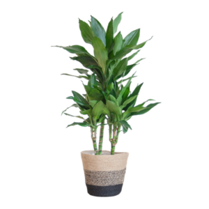 Dracaena Janet Lindt met Mand Lissabon zwart - 95cm - Ø21