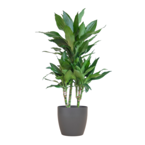 Dracaena Janet Lindt met Potter grijs - 95cm - Ø21