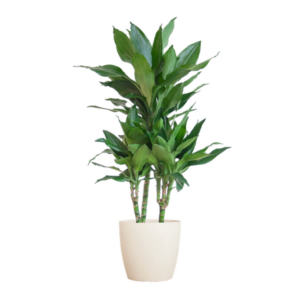 Dracaena Janet Lindt met Potter wit - 95cm - Ø21