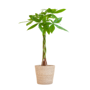 Pachira Aquatica met Zeegras mand naturel - 80cm - Ø21