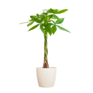 Pachira Aquatica met Potter wit - 80cm - Ø21