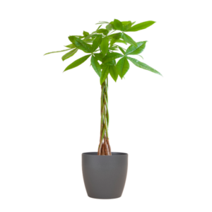 Pachira Aquatica met Potter grijs - 80cm - Ø21
