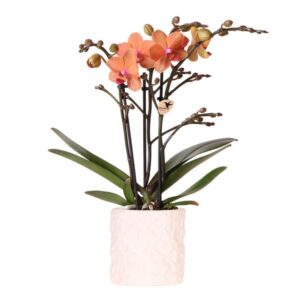 Kolibri Orchids | Oranje orchidee Bolzano + Star Fish sierpot - potmaat Ø9cm | bloeiende kamerplant - vers van de kweker