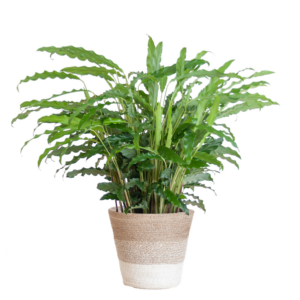Calathea Rufibarba met Mand Lissabon wit - 55cm - Ø17