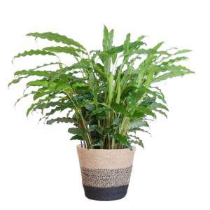 Calathea Rufibarba met Mand Lissabon zwart - 55cm - Ø17