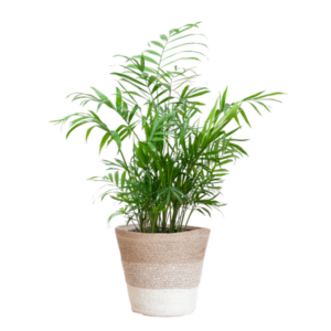 Chamadorea Elegans met Mand Lissabon wit - 55cm - Ø17