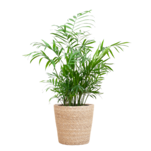 Chamadorea Elegans met Sofia mand naturel - 55cm - Ø17