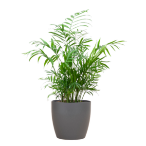 Chamadorea Elegans met Viber grijs - 55cm - Ø17