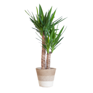 Yucca Elephantipes met Mand Lissabon wit - 90cm - Ø21