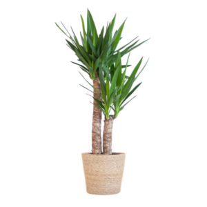 Yucca Elephantipes met Zeegras mand naturel - 90cm - Ø21