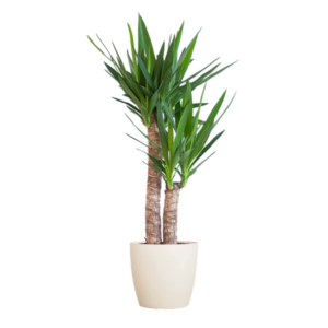 Yucca Elephantipes met Potter wit - 90cm - Ø21