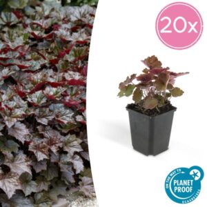 Heuchera mic. 'Palace Purple' - ↕10-25cm - Ø9cm - 20x