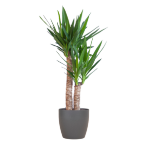 Yucca Elephantipes met Potter zwart - 90cm - Ø21