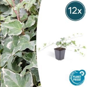 Hedera helix 'Glacier' - ↕10-25cm - Ø9cm - 12x
