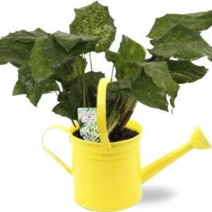Calathea Network - Ø14cm - ↕30cm + Gieter D14,5x14,5cm - Geel