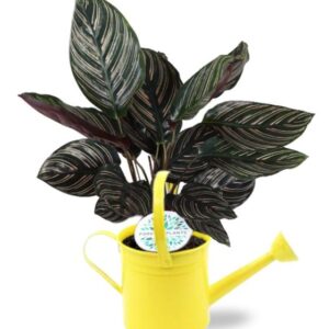 Calathea Ornata - Ø14cm - ↕50cm + Gieter D14,5x14,5cm - Geel