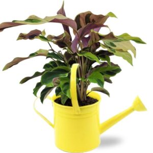 Calathea Yellow Fusion - Ø14cm - ↕40cm + Gieter D14,5x14,5cm - Geel