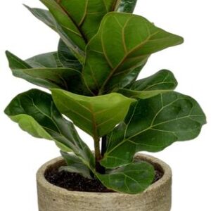 Ficus Lyrata - Ø12cm - ↕30cm - Ø12cm - ↕30cm + Invorno Pot D13,5x12,5cm - Naturel