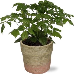 Rademachera Sinica - Ø12cm - ↕27cm + Invorno Pot D13,5x12,5cm - Naturel