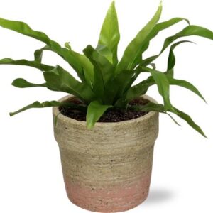 Asplenium Antiquum - Ø12cm - ↕25cm + Invorno Pot D13,5x12,5cm - Naturel