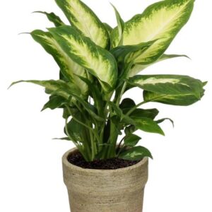 Dieffenbachia Camilla - Ø12cm - ↕35cm + Invorno Pot D13,5x12,5cm - Naturel