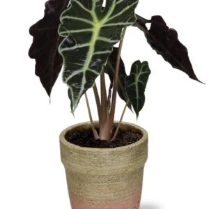 Alocasia Amazonica Polly - Ø12cm - ↕30cm + Invorno Pot D13,5x12,5cm - Naturel