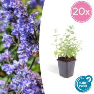 Nepeta 'Six Hills Giant' - ↕10-25cm - Ø9cm - 20x